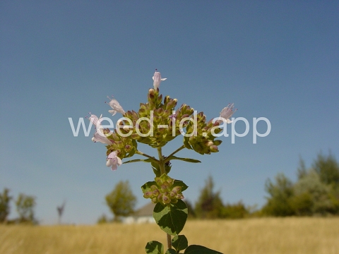marjoram, wild